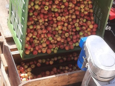 Žganjekuha Rok Šušteršič s.p.